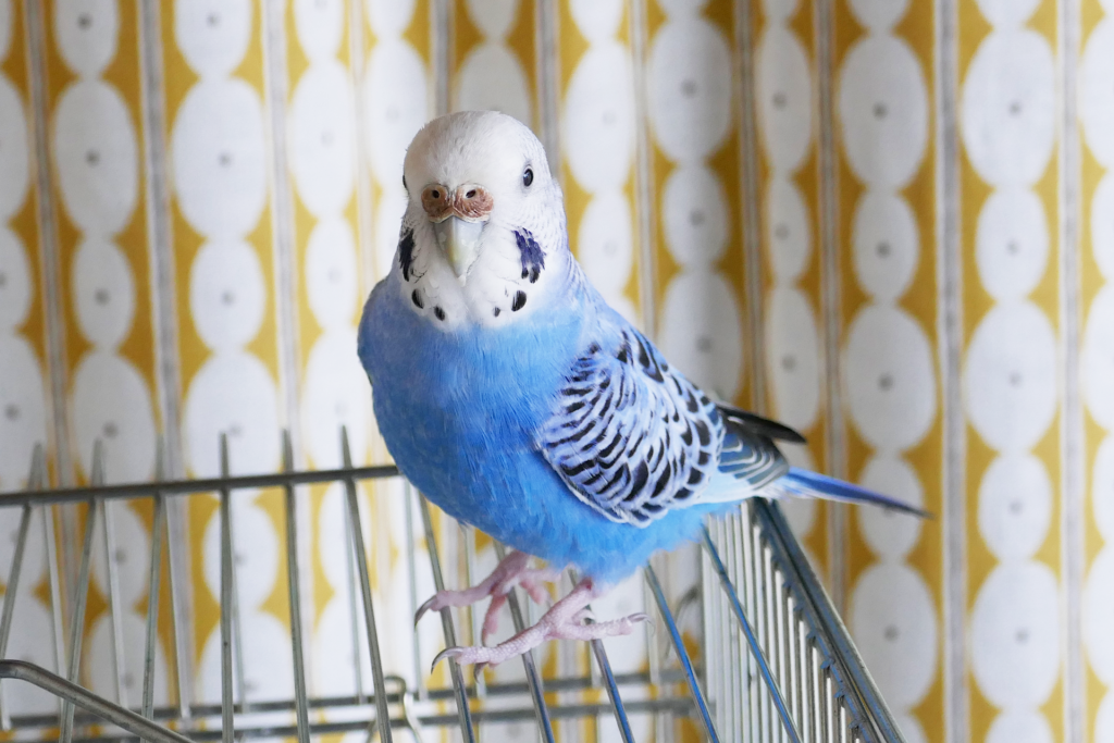 青色のセキセイインコを撮影した写真。 金属製の鳥籠の上に乗り、体を向かって斜め左に向けて顔をこちらに向けている。