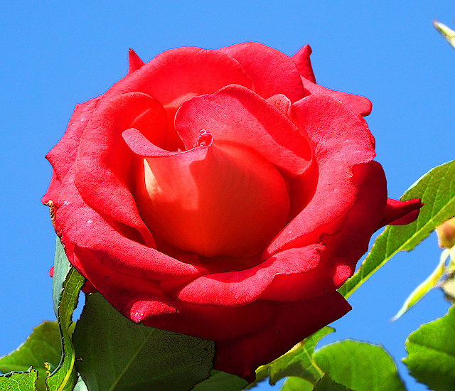 青空を背景にした真紅の薔薇の花の写真。