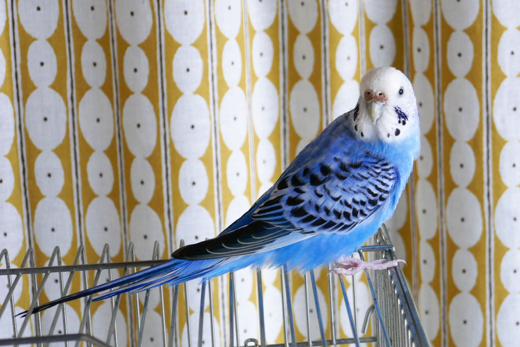 青色のセキセイインコを撮影した写真。 金属製の鳥籠の上に乗り、体を向かって右に向け、振り返ってこちらに顔を向けている。