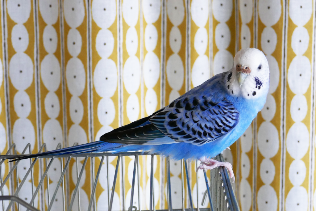 青色のセキセイインコを撮影した写真。 金属製の鳥籠の上に乗り、体を向かって右に向け、振り返ってこちらに顔を向けている。