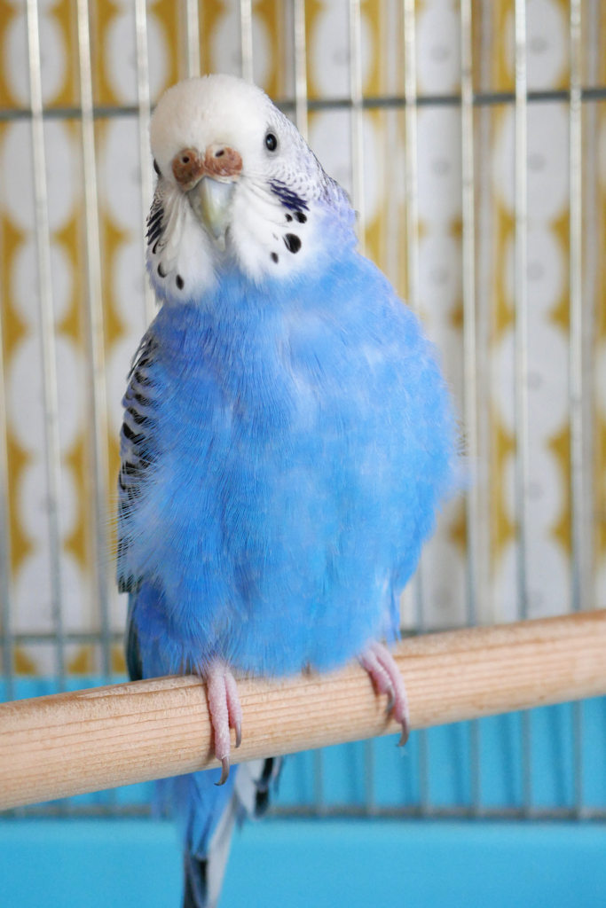 青色のセキセイインコを撮影した写真。 金属製の鳥籠の中で止り木に止まり、こちらを見ている。
