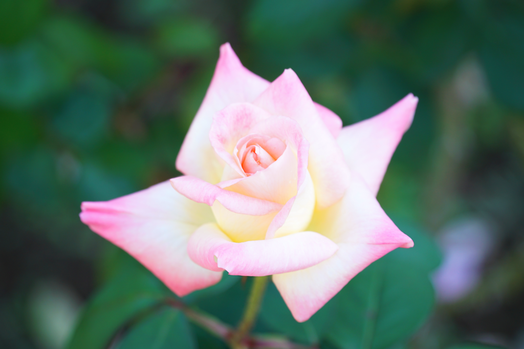 淡いピンク色と白色のグラデーションの薔薇の花を斜め上から撮影した写真。 花びらの縁は丸まって尖っている。 花びらの縁はピンク色で中心近くは黄色み掛かった白色となっている。