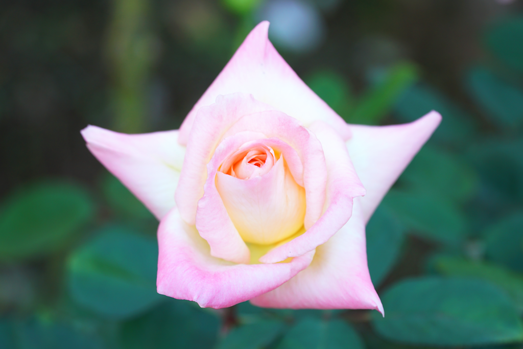 淡いピンク色と白色のグラデーションの薔薇の花を斜め上から撮影した写真。 花びらの縁は丸まって尖っており、上から見た花の形は五芒星に見える。 花びらの縁はピンク色で中心近くは黄色み掛かった白色となっている。