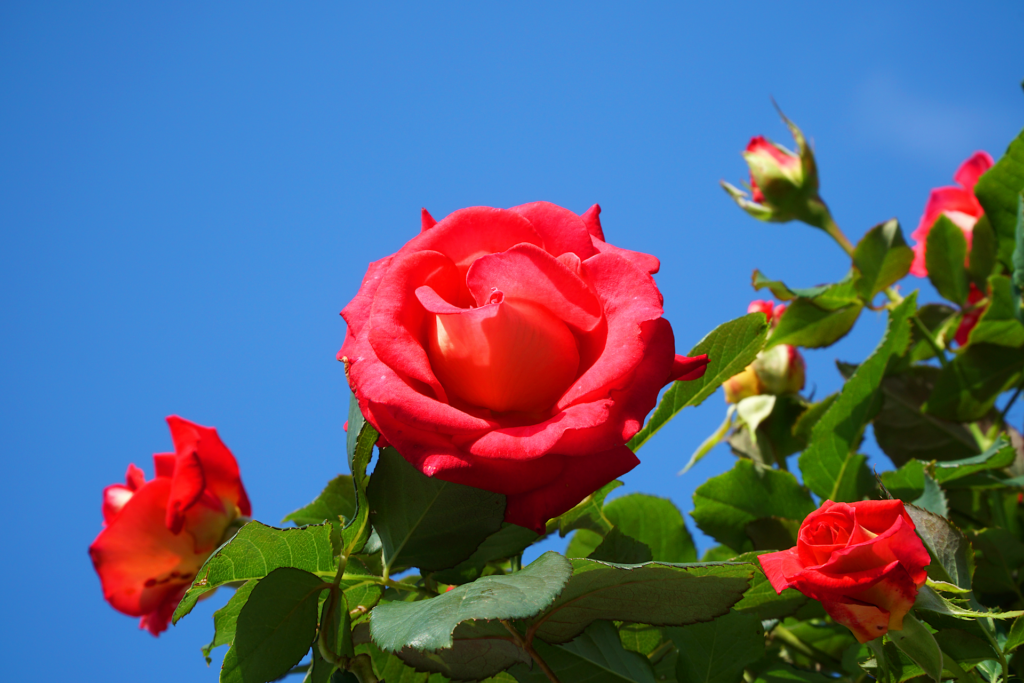 鮮やかな赤色の薔薇の花を撮影した写真。 明るく青い空に緑色の葉と赤い花が映える。