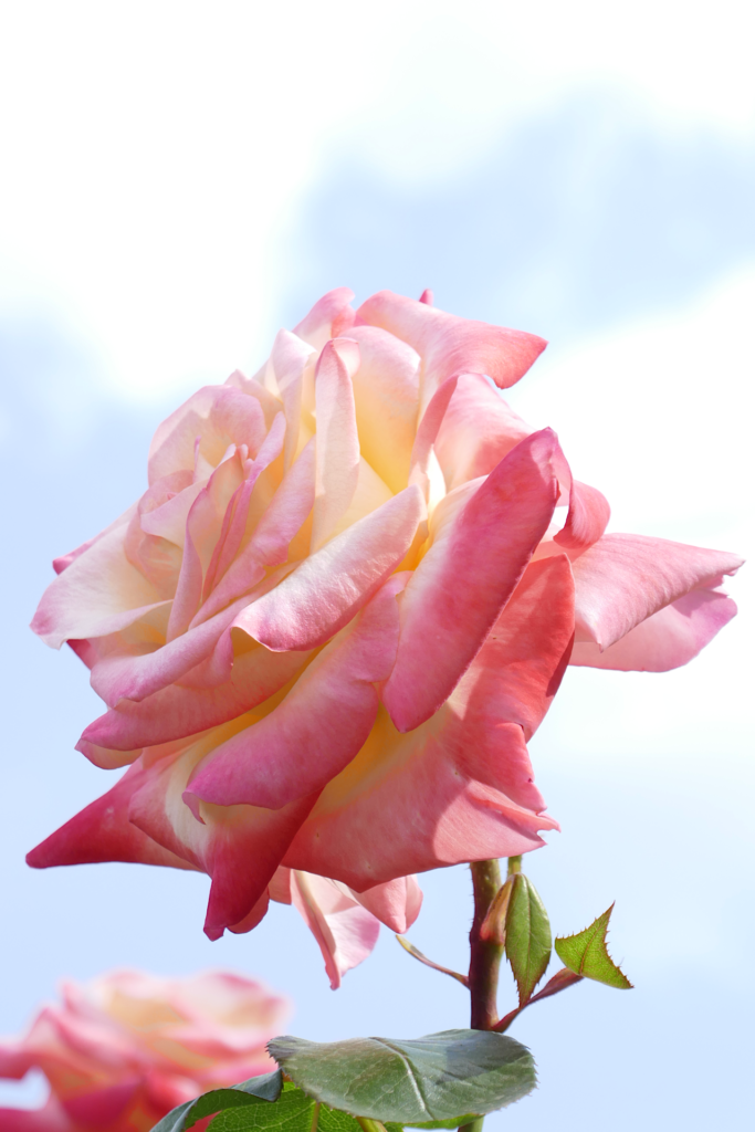 薄いピンク色の薔薇の花を横から撮影した写真。