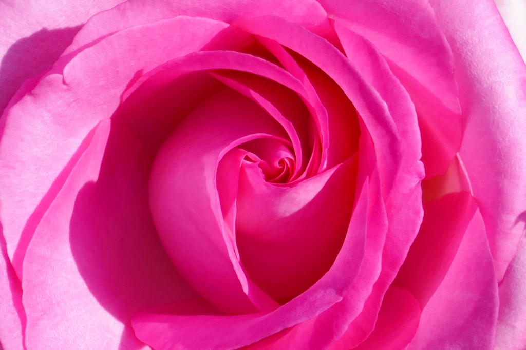 鮮やかなピンク色の薔薇の花を真上から撮影した写真。 綺麗な螺旋状に花びらが渦巻いている。