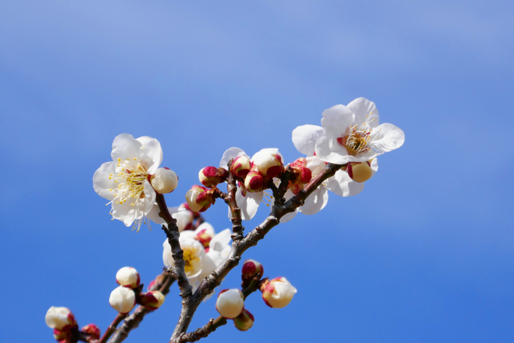 青空を背景に白色の梅の花を撮影した写真。 幾つもの可愛らしい蕾と共に梅の花が可憐に開いている。