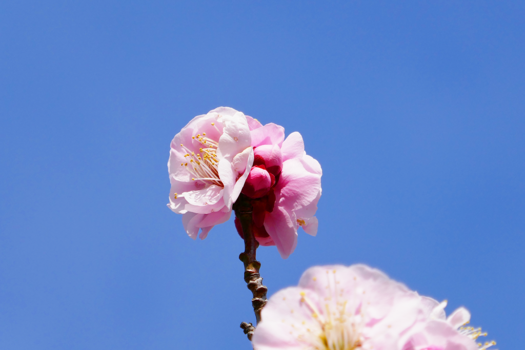 青空を背景にピンク色の梅の花を撮影した写真。 左右の開いた花に挟まれて可愛らしい蕾が上下に並んでいる。