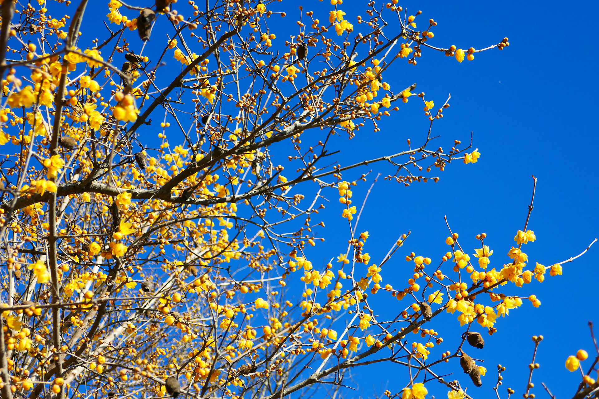 蝋梅の木を撮影した写真。 濃い黄色の花を沢山咲かせている。 枝には枯れて茶色く萎れた実が幾つか残っている。