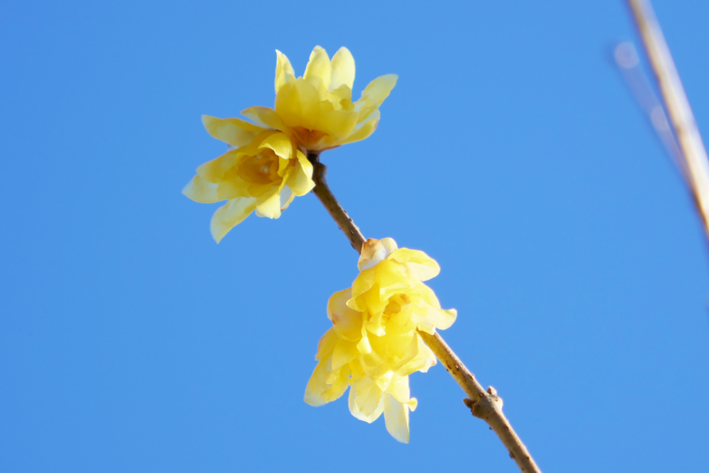 蝋梅の木の枝を撮影した写真。 右下から左上へ向かって枝が伸びている。 黄色の花を幾つか咲かせている。 