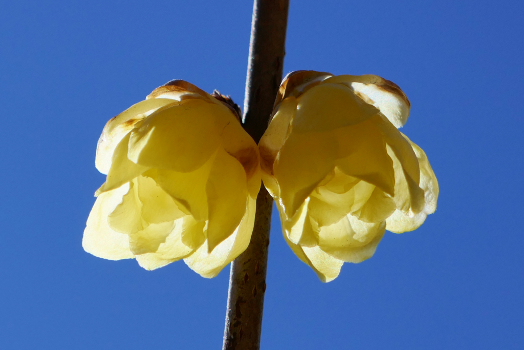 蝋梅の木の枝を撮影した写真。 上へ向かって枝が伸び、途中に2つの黄色い花が咲いている。 花びらは太陽の光が透け、瑞々しく艶めいている。