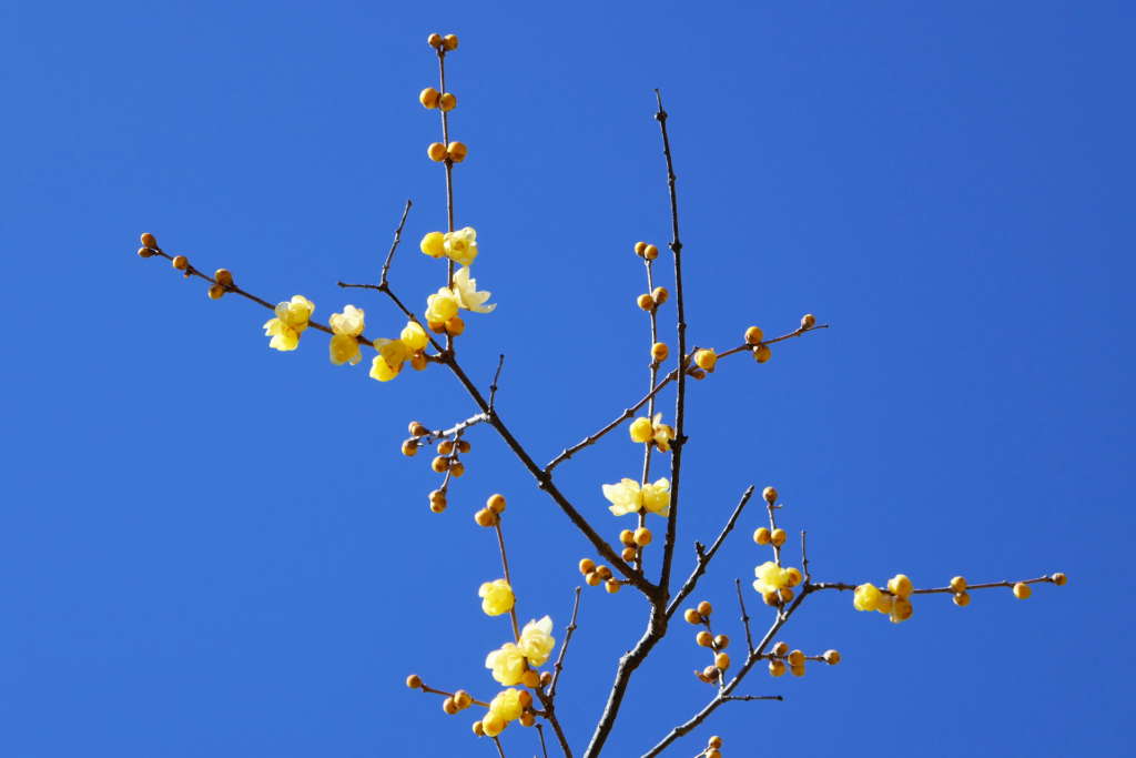 蝋梅の木の枝を撮影した写真。 上へ向かって枝が伸び、途中で幾つも枝分かれしている。 黄色の花を沢山咲かせている。 蕾も沢山ある。