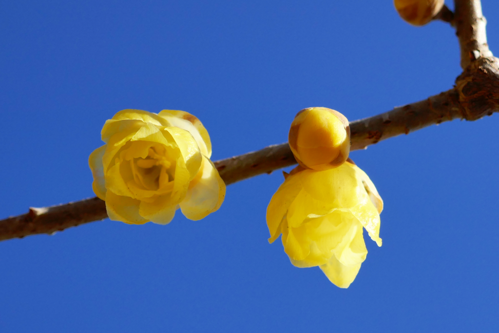 蝋梅の木の枝を撮影した写真。 右から左へ向かって枝が伸びている。 濃い黄色の花が2つ咲いている。 濃い黄色の蕾が付いている。