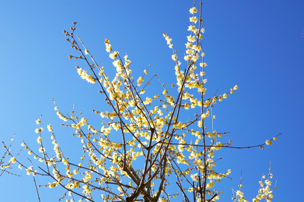蝋梅の木の多数の枝を撮影した写真。 上へ向かって枝が伸び、途中で幾つも枝分かれしている。 黄色の花を沢山咲かせている。 蕾も沢山ある。