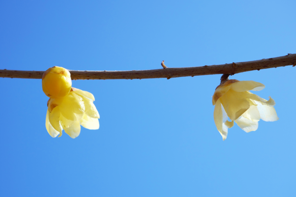 蝋梅の木の枝を撮影した写真。 左から右へ向かって1本の枝が伸びている。 薄い黄色の花が2つ咲いている。 蕾が1つ付いている。
