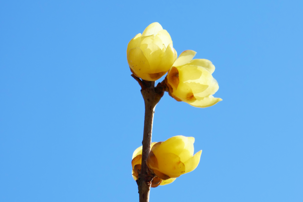 蝋梅の木の枝を撮影した写真。 上へ向かって1本の枝が伸びている。 黄色の花を幾つか咲かせている。