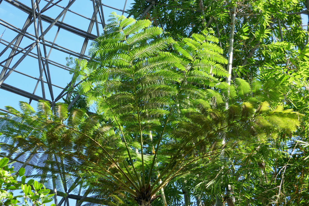 夢の島熱帯植物館のドームの中を撮影した写真。 熱帯植物が生い茂っている。