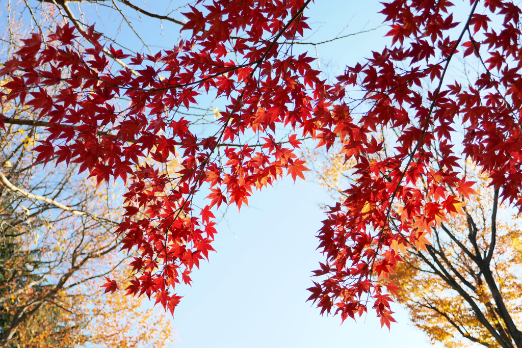 紅葉した楓の木の枝葉の写真。 紅色に染まっている。